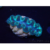 WYSIWYG Tridacna crocea (6-6.5 cm)