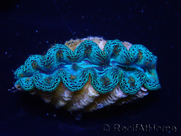 WYSIWYG Tridacna crocea (5-5.5 cm)