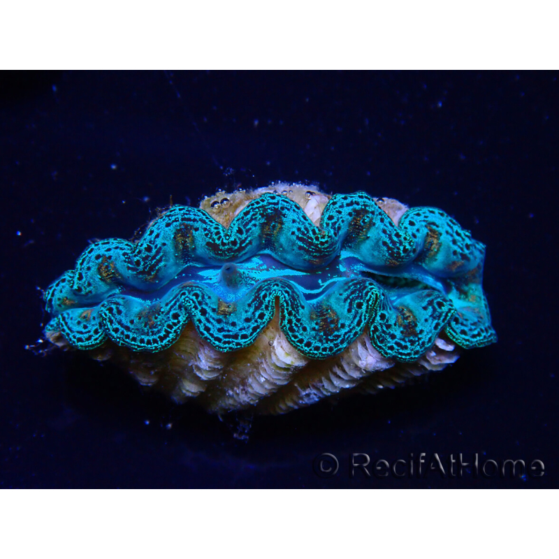 WYSIWYG Tridacna crocea (5-5.5 cm)