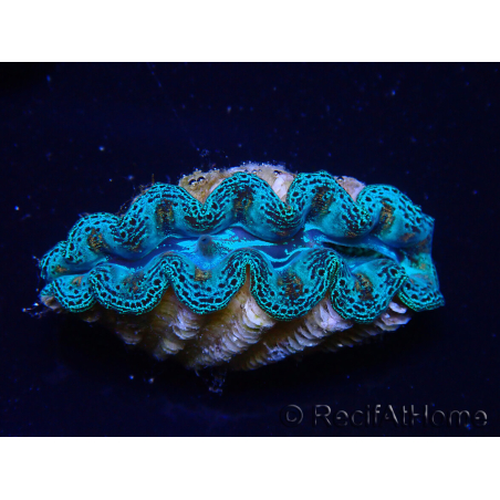 WYSIWYG Tridacna crocea (5-5.5 cm)