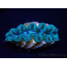 WYSIWYG Tridacna crocea D9(5-5.5 cm)