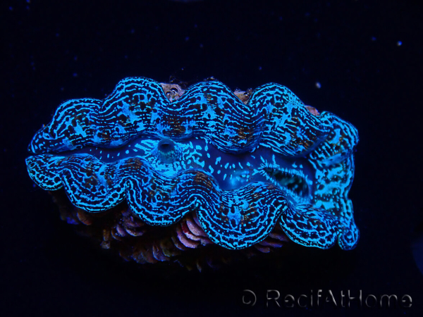 WYSIWYG Tridacna crocea D10(5-5.5 cm)
