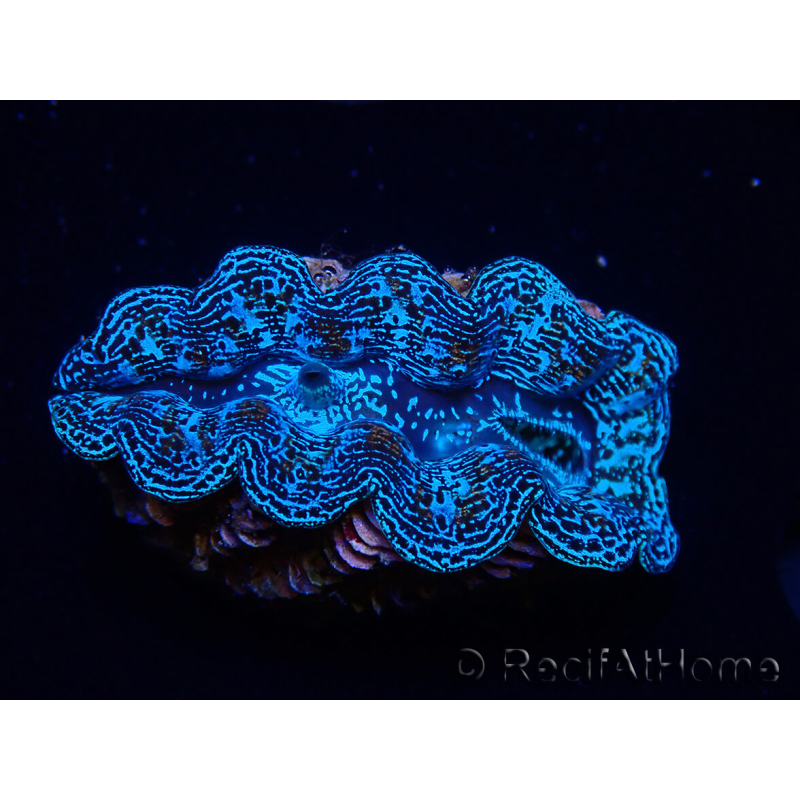 WYSIWYG Tridacna crocea D10(5-5.5 cm)