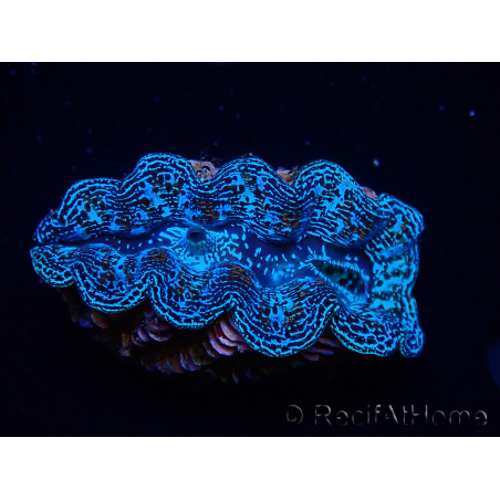 WYSIWYG Tridacna crocea D10(5-5.5 cm)