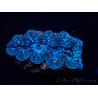 WYSIWYG Tridacna crocea (5-5.5 cm)