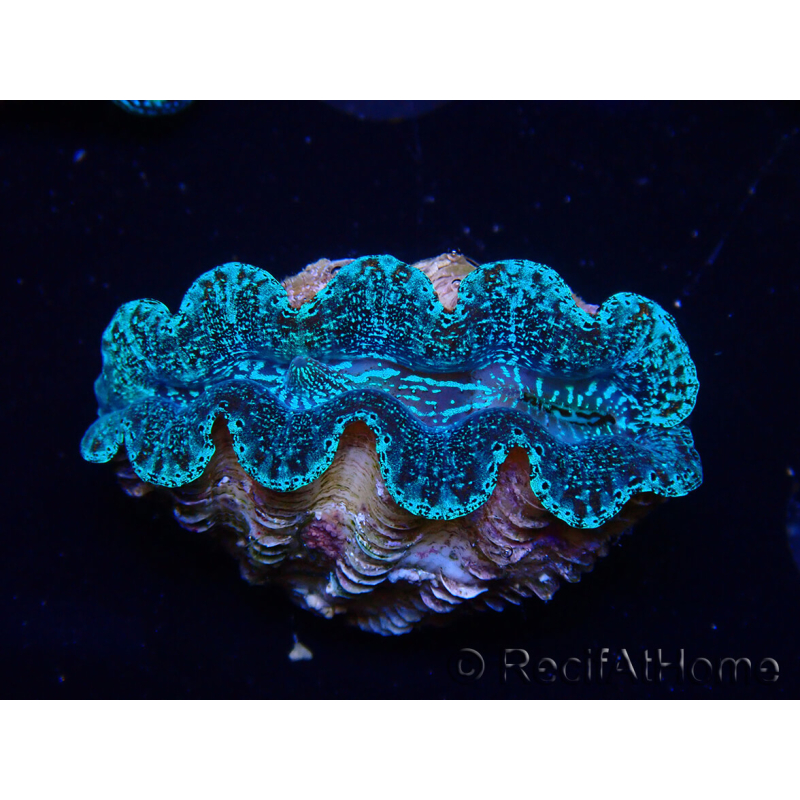 WYSIWYG Tridacna crocea