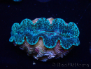 WYSIWYG Crocea Clams Tridacna crocea