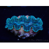 WYSIWYG Bénitiers Tridacna crocea