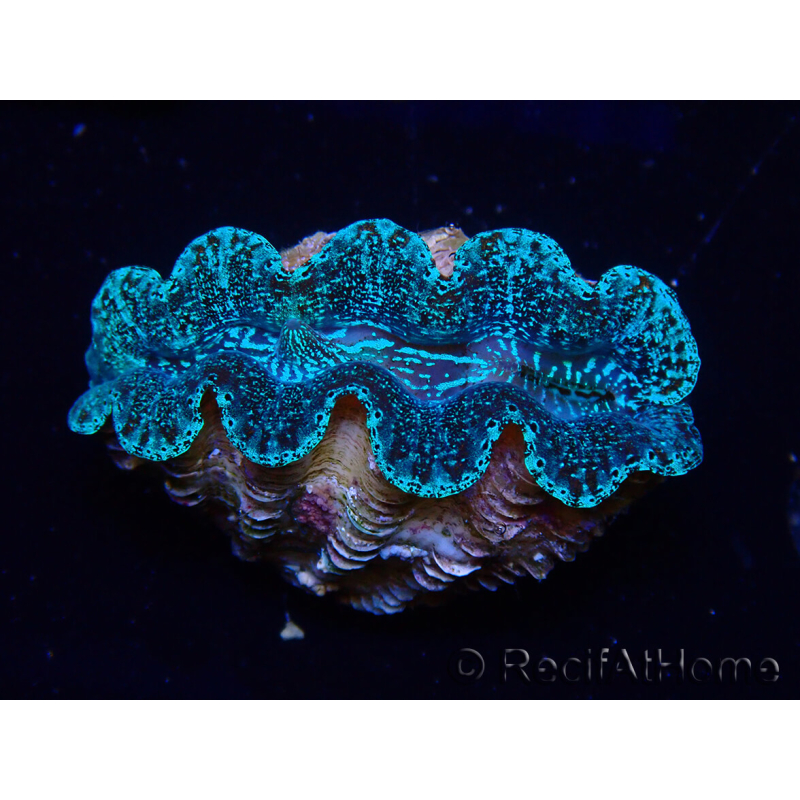 WYSIWYG Crocea Clams Tridacna crocea