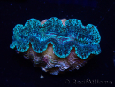 WYSIWYG Bénitiers Tridacna crocea D12