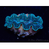 WYSIWYG Tridacna crocea-Muscheln