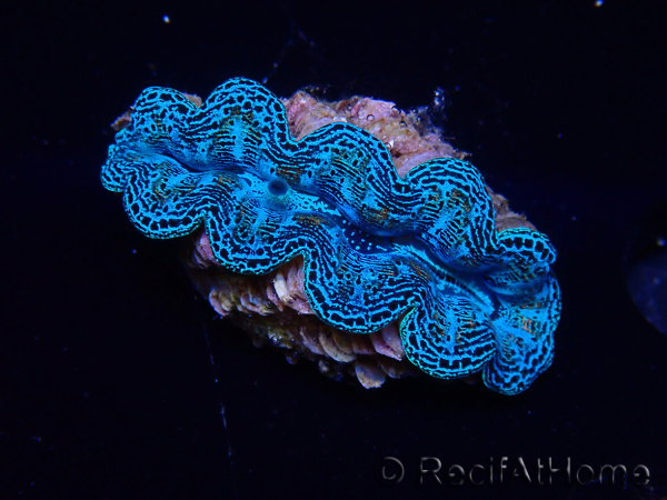 WYSIWYG Bénitiers Tridacna crocea E1