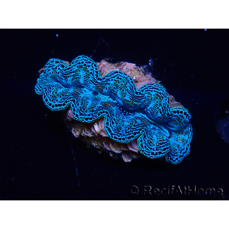 WYSIWYG Crocea Clams Tridacna crocea
