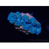 WYSIWYG Crocea Clams Tridacna crocea