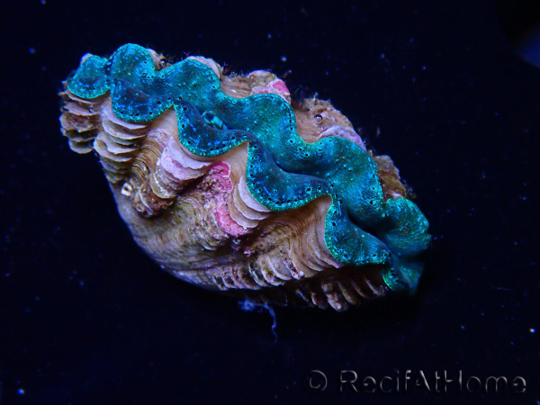 WYSIWYG Tridacna crocea-Muscheln