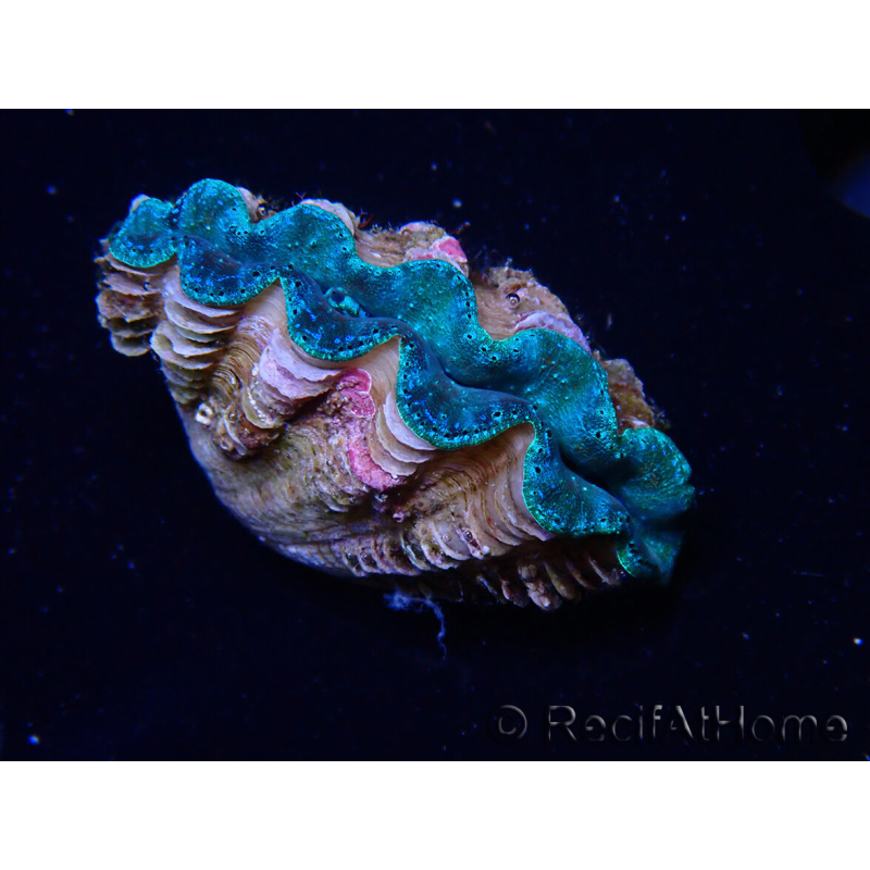 WYSIWYG Bénitiers Tridacna crocea E2