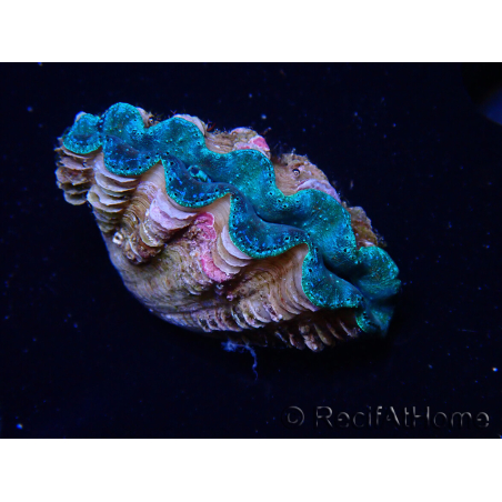 WYSIWYG Bénitiers Tridacna crocea E2