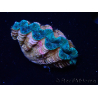 WYSIWYG Crocea Clams Tridacna crocea