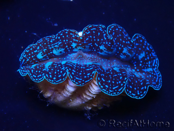WYSIWYG Bénitiers Tridacna crocea E3(4-5 cm)