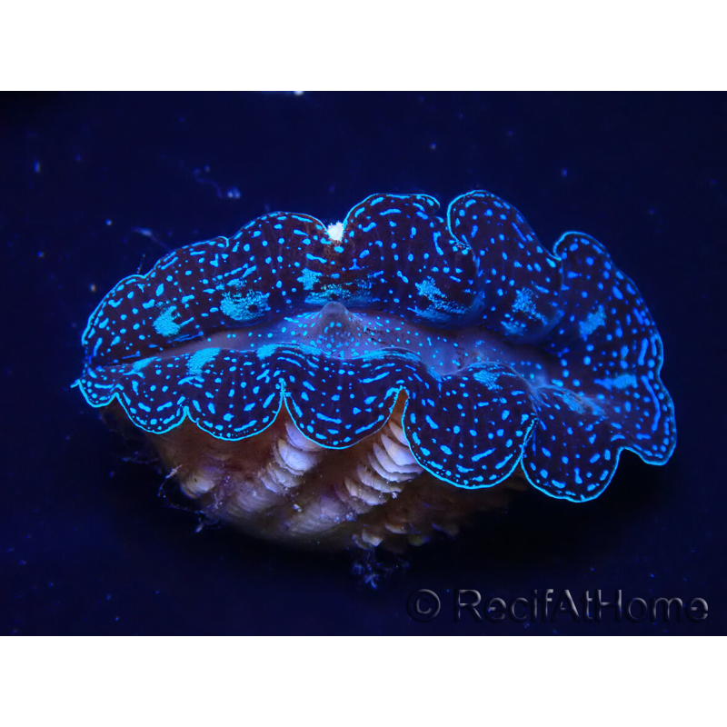 WYSIWYG Bénitiers Tridacna crocea E3(4-5 cm)