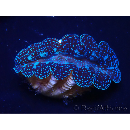 WYSIWYG Bénitiers Tridacna crocea E3(4-5 cm)