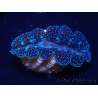 WYSIWYG Tridacna crocea Muscheln(4-5 cm)