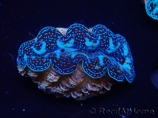WYSIWYG Tridacna crocea clams(4.5 cm)
