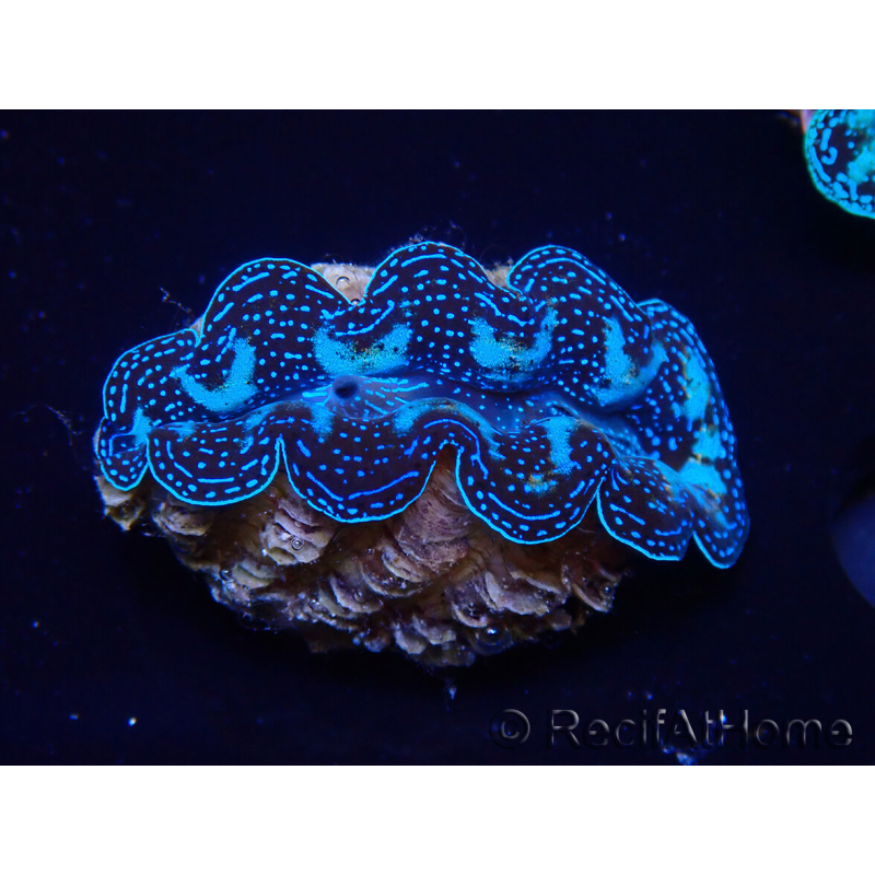 WYSIWYG Bénitiers Tridacna crocea(4.5 cm)