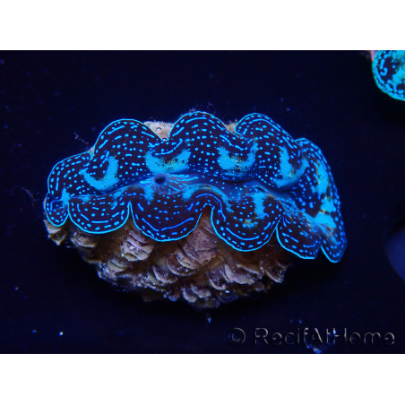 WYSIWYG Bénitiers Tridacna crocea E4(4.5 cm)