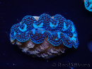 WYSIWYG Bénitiers Tridacna crocea E4(4.5 cm)