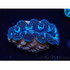 WYSIWYG Almejas Tridacna crocea(4,5 cm)