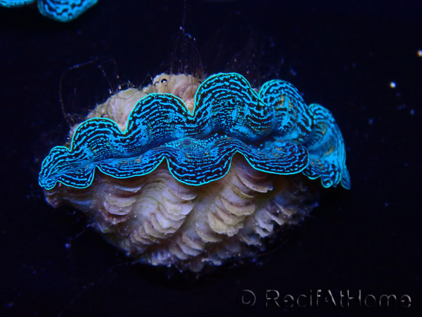 WYSIWYG Tridacna crocea