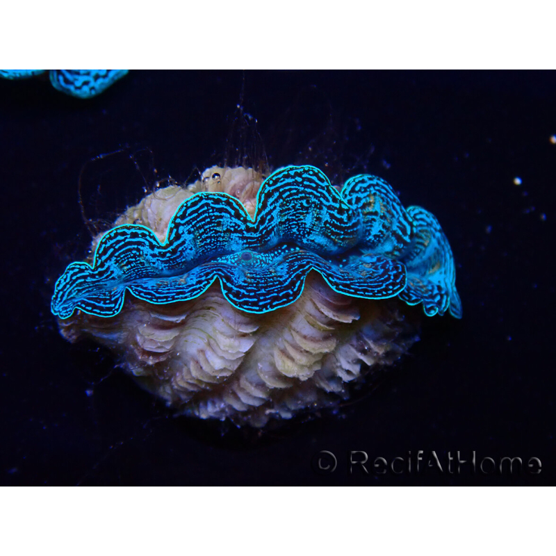 WYSIWYG Tridacna crocea
