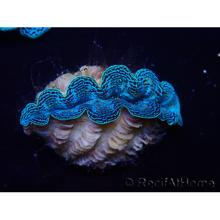 WYSIWYG Tridacna crocea