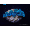 WYSIWYG Bénitiers Tridacna crocea E5