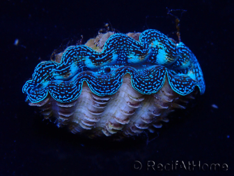 WYSIWYG Crocea Clams Tridacna crocea