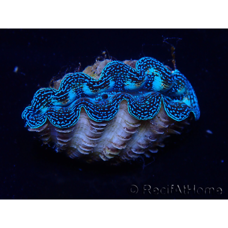 WYSIWYG Bénitiers Tridacna crocea E6