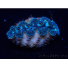 WYSIWYG Tridacna crocea