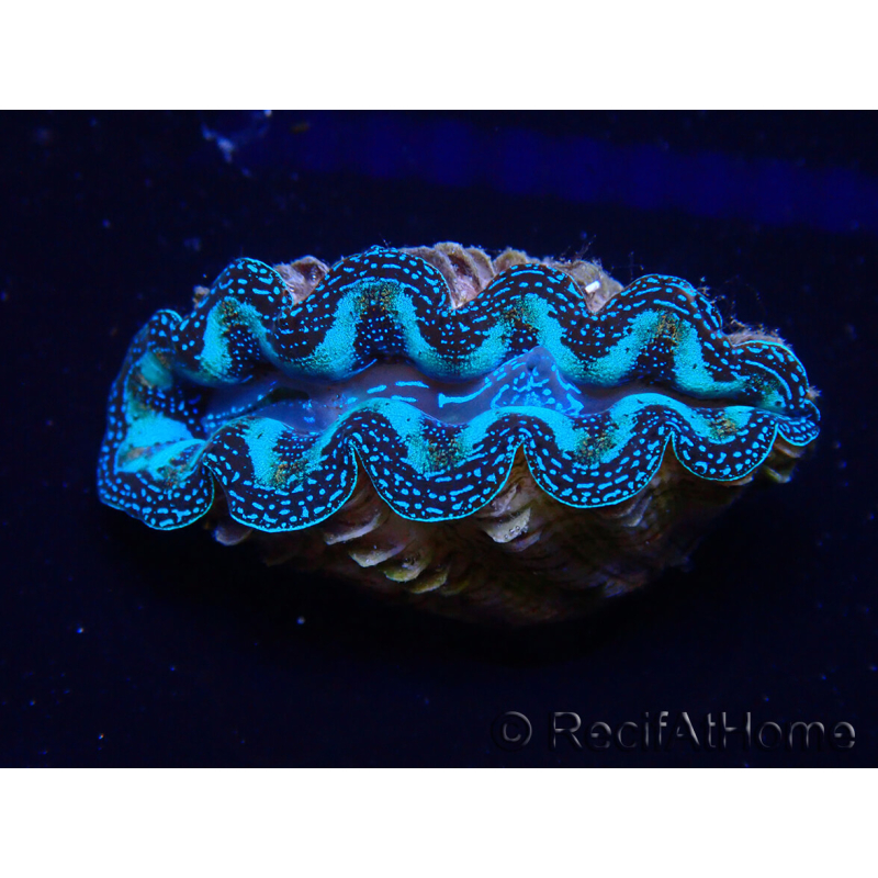 WYSIWYG Bénitiers Tridacna crocea E7