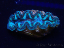 WYSIWYG Tridacna crocea