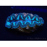WYSIWYG Almejas Tridacna crocea
