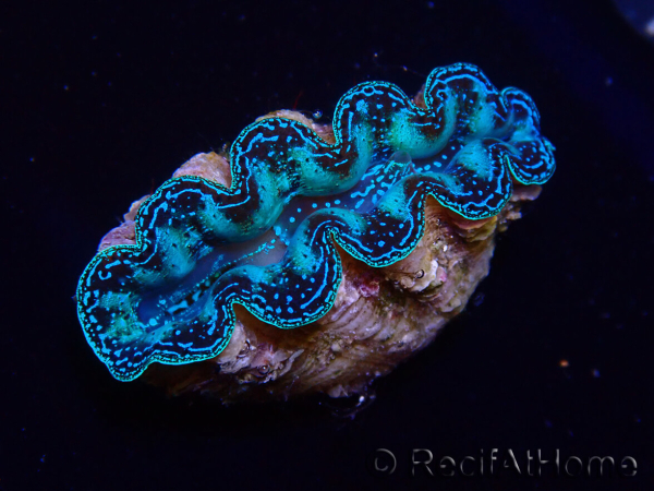 WYSIWYG Bénitiers Tridacna crocea E8
