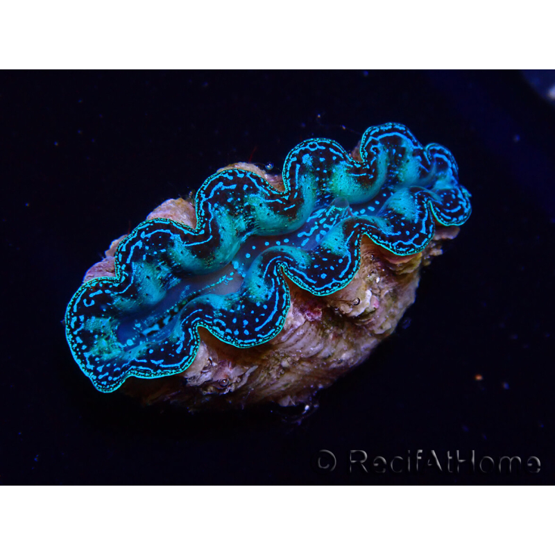 WYSIWYG Bénitiers Tridacna crocea E8