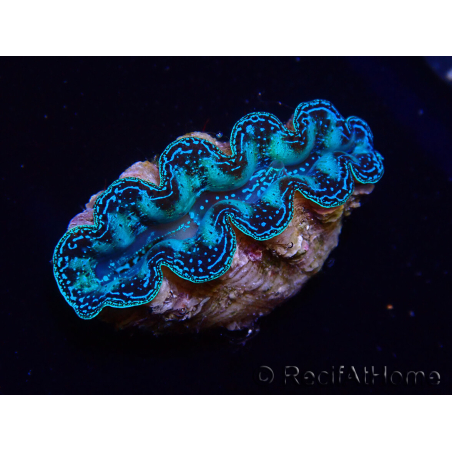 WYSIWYG Bénitiers Tridacna crocea E8