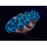 WYSIWYG Bénitiers Tridacna crocea E8