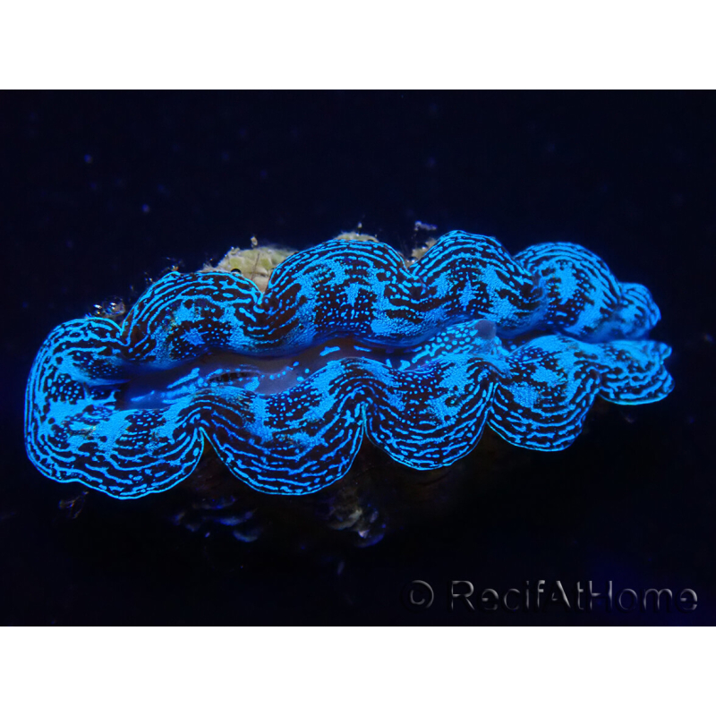 WYSIWYG Bénitiers Tridacna crocea E9