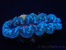 WYSIWYG Bénitiers Tridacna crocea E9