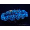 WYSIWYG Bénitiers Tridacna crocea E9