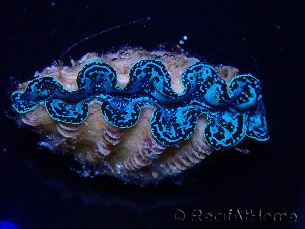WYSIWYG Tridacna crocea