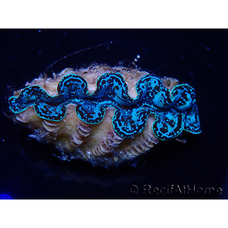WYSIWYG Tridacna crocea